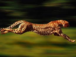 cheetah cheetah